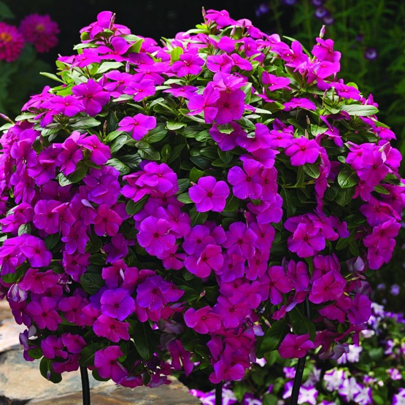 ������� ���������� ����������� �� ��������������� ���������� �������