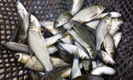 ��� ���������� ������ ��������� ������� �� ������� ������������� ����������