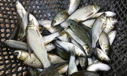 �������� ��������� � 2022 ���� ��������� � ������� ��� 905 ���. ������� � ����������