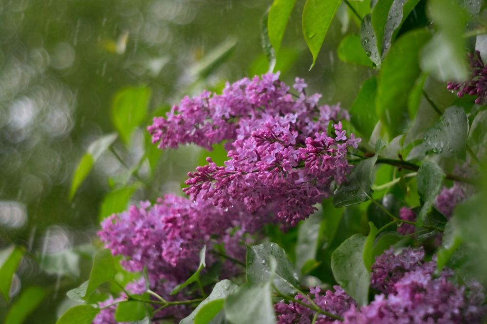 ����� ��������� � �������� 19 ���