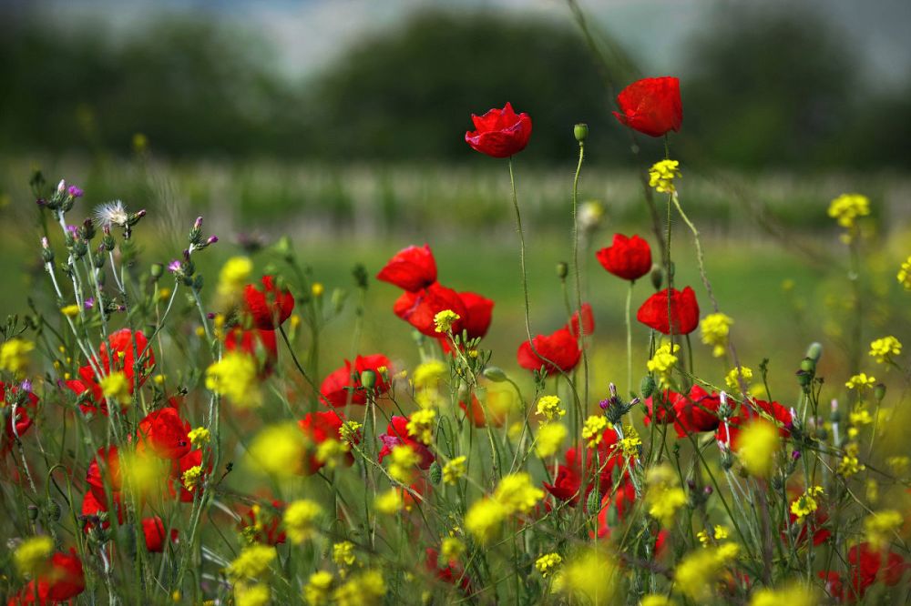 ��������� ������������ �� 17 �������� ����� ������ ���� � ��������