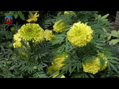 ����� �������� � ����� �������� � ������� ����� ���� ���. �������� ���������� ������