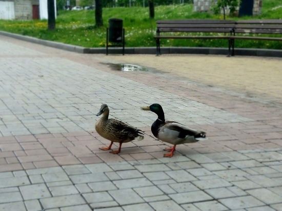 � ��� ������ 32-��������� ���� � �����