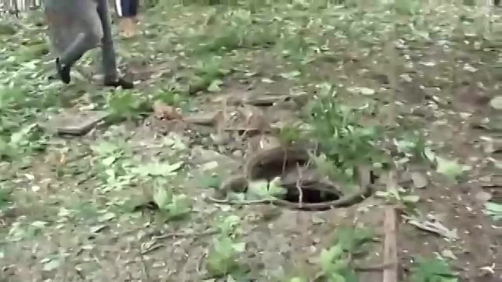 � ���� ���� "������� ������"