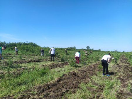 #МарафонЗеленыхДел: сотрудники Минприроды ЛНР совместно с молодежью и общественниками провели уход за лесными культурами