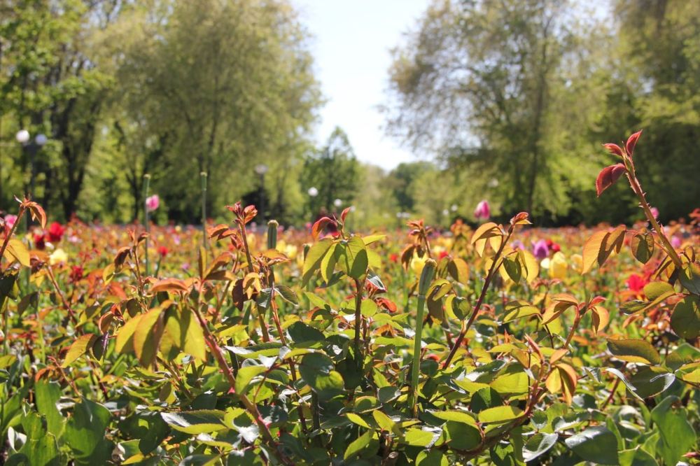 ����������� �� 29 �������� ����� ��������� ������ � �������