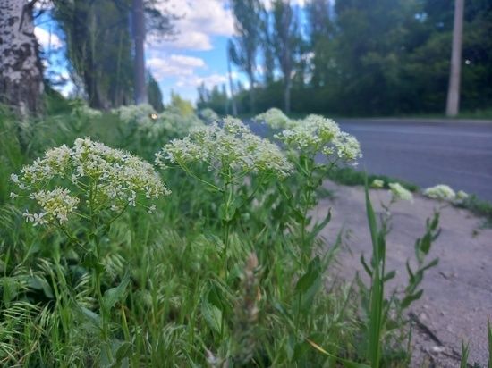 ������� �������� �������� ������ �����