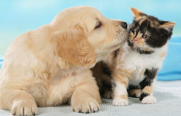 ��������� ����������� �� ������������ ������������ �������� �������� � ������ ������