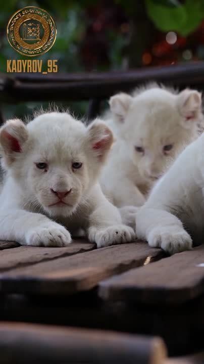 ������ ������� ������ ����� ������� �����-���������� � ����� ������������� �� �������� ���������� �������