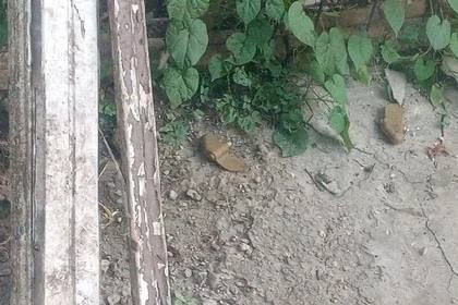 ��������, ���������: �� ���������� ���������� � ���������� � ��� ���������� ������� ���������� ��������������� ����