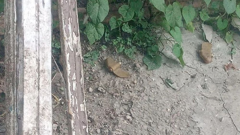 ��������, ���������: �� ���������� ���������� � ���������� � ��� ���������� ������� ���������� ��������������� ����