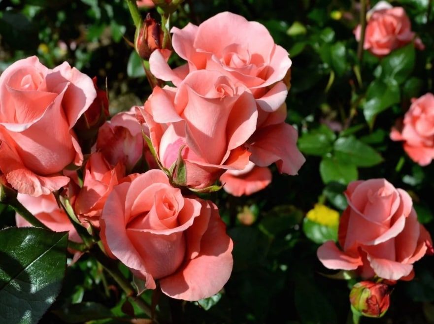 ������� ��������� �������� ����� 3 ����� ��� � ������ ���������� �������