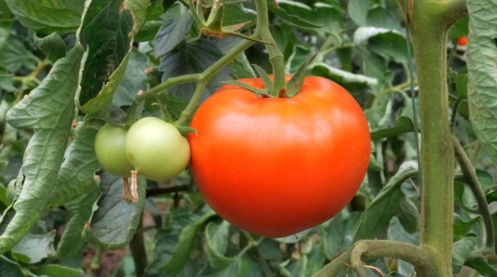 ���������� ���������� ������������� ����������� (���) ��������� �������� ��������� � ��������������� (�������) ������� ������