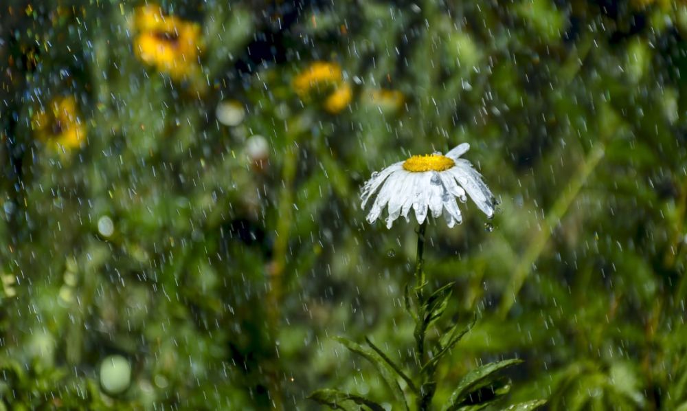 ��������������� ����� � ����� ��������� � �������� ������ ����