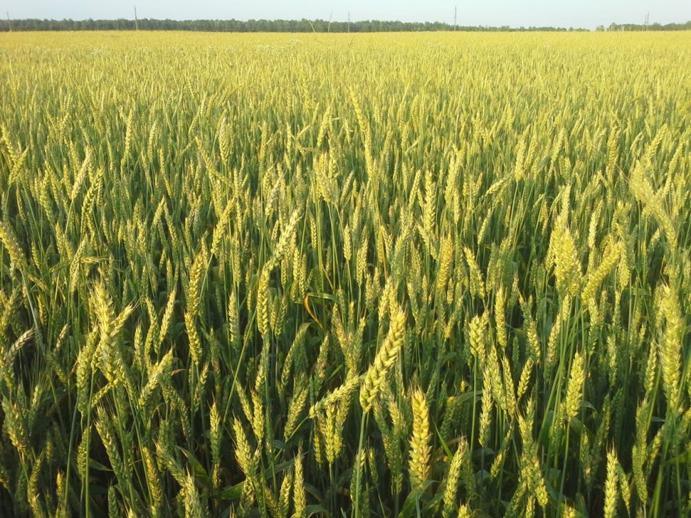 ��������� ������� ������� ��������� ������� ����� 500 ��������