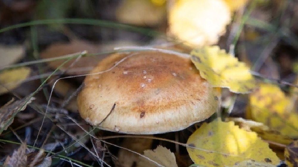 ��� ���������� ���������� � ��� �������, ������������ �� ���� �� ����� ����� ������