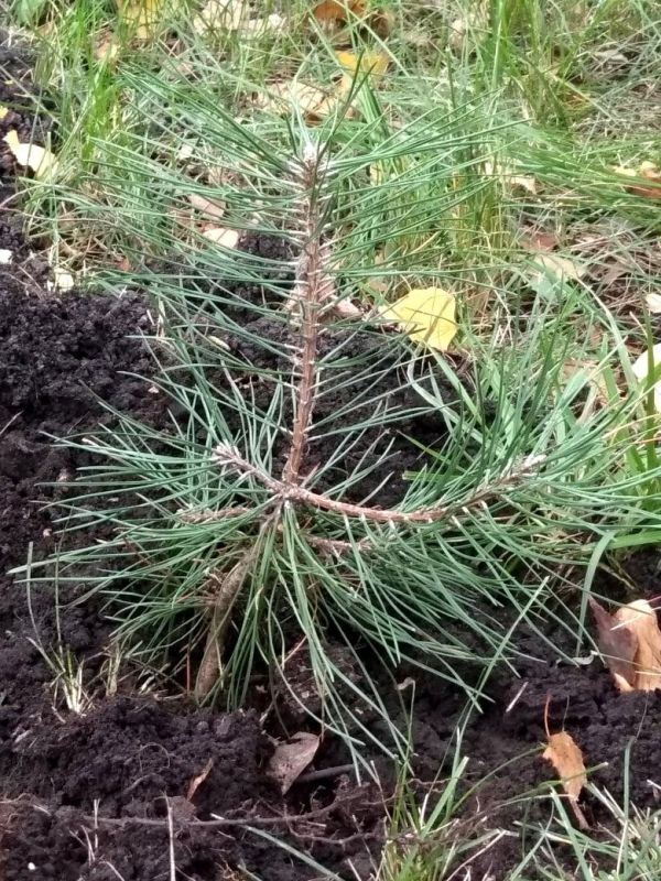 ��������� ������� �������� ������� � ����� �����������