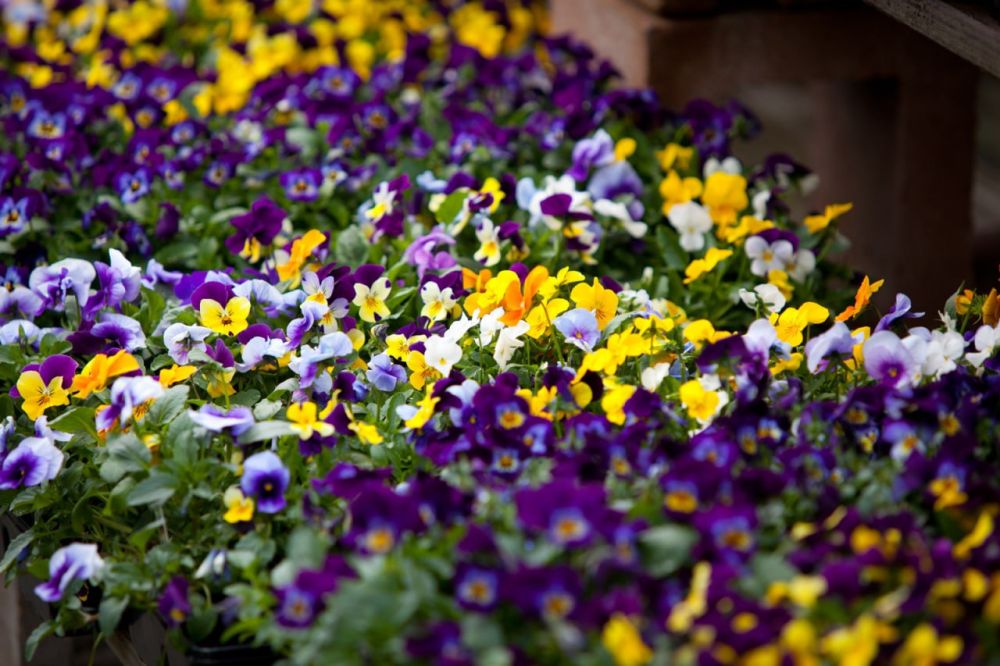 ���������� �������� ���������� � ������ ������������