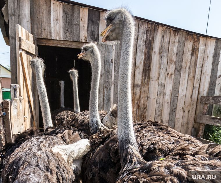 ������� ��� ��������� ������� ���������� ������ ������������