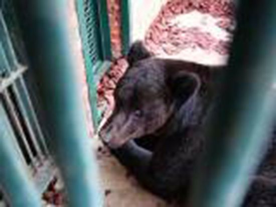 � ����������� �������� ���������� � ���� ��� ������ �������