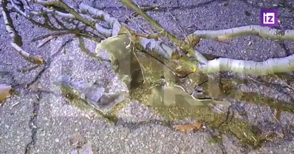 ������ ������ ����� �� �������� � ������� ��� �������� ���