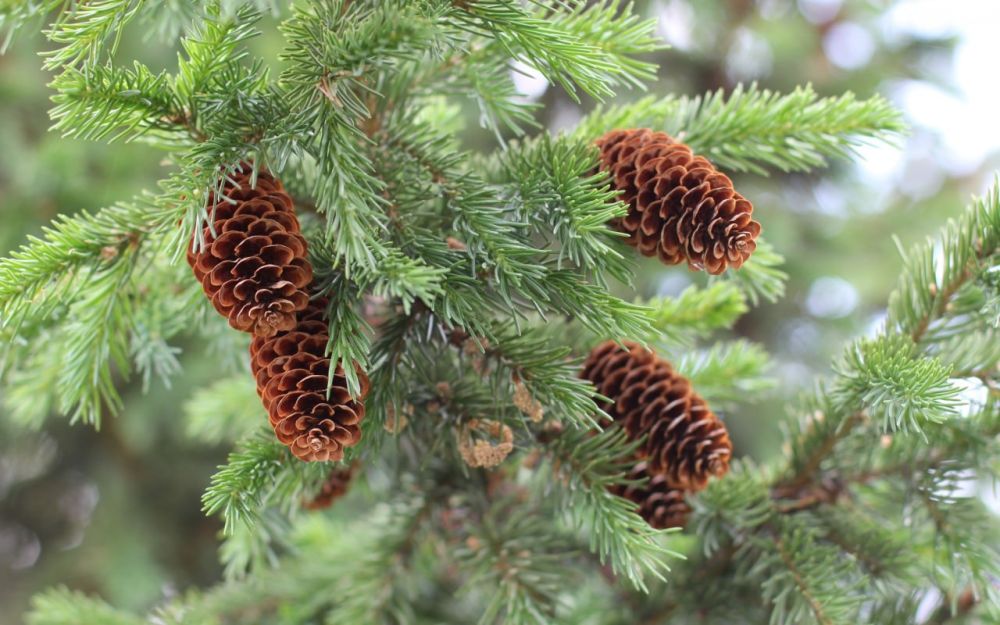 ���������� ���������� �� ��������������� �� ����������� ������� ������� ��������