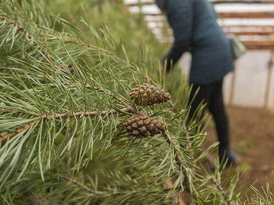 � ������ ���� � ��� �������� ����� 1,5 ����� ����.