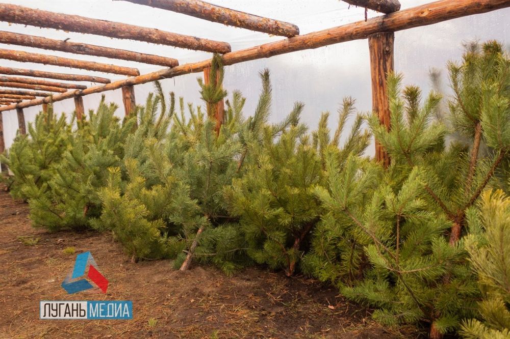 ��� ��� ���������-��������� ������������� ��������� ����������� ��������� ��� ����� 1000 �������� ������� �����