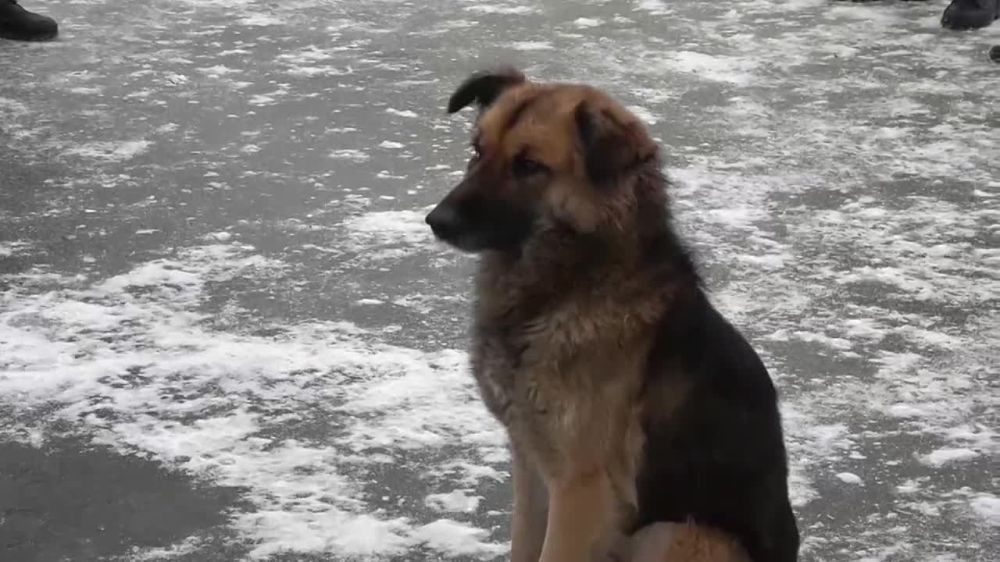 �� ���������� ��� ��������� �������� ������������ ��������, ��� ����� ����������� ���������� ������, �������� � ��� ���