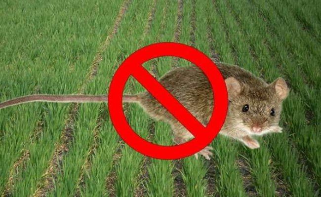 ���������������� ����������� � �������� ���������� ����������� �� ��������������