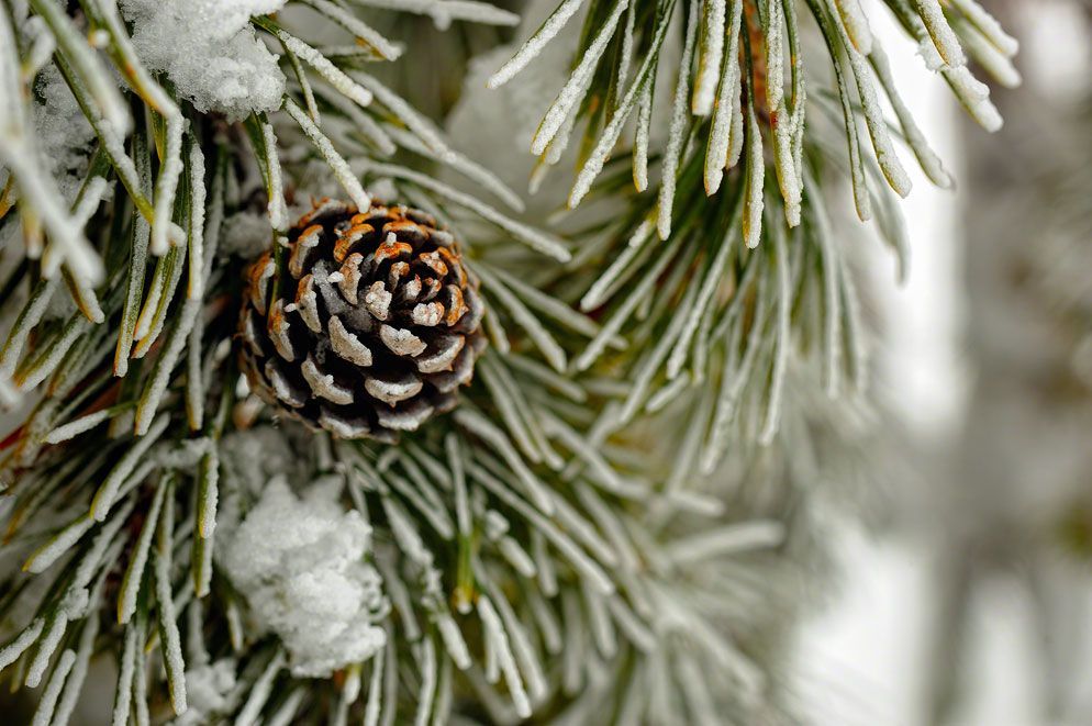 ��������� ������������ �� +1� ������ � ��������