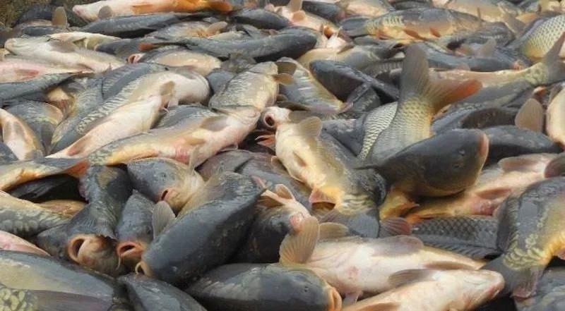 ���������� �������, ������������ � ����� ����������� ������ ������������� ����, ��������� �������� �������� ��������� � ����� ������� ������ - ��������� � �������� �������� ����������