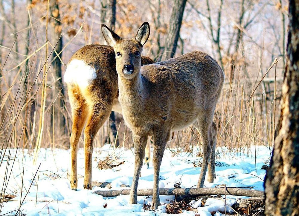 ����� �������������� ��������������� ��������� �������� ������ ��������� ����� ��������, �������� � ���������� ���