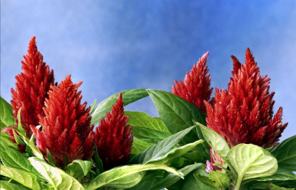 ����������� ������� � �������� ������� 65 ����� ���������� ������