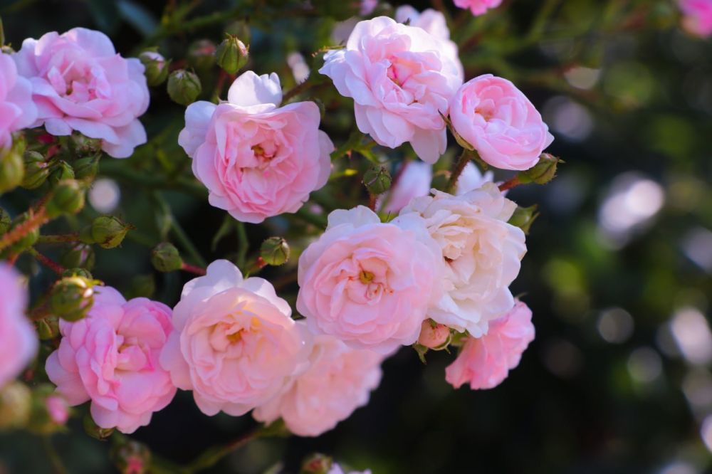 Специалсты «ЛКЗХиБ» в 2022 году высадили более 3,7 тысяч кустов роз