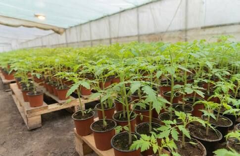 Станично-Луганский район возрождается после 8 лет оккупации киевским режимом – Пасечник