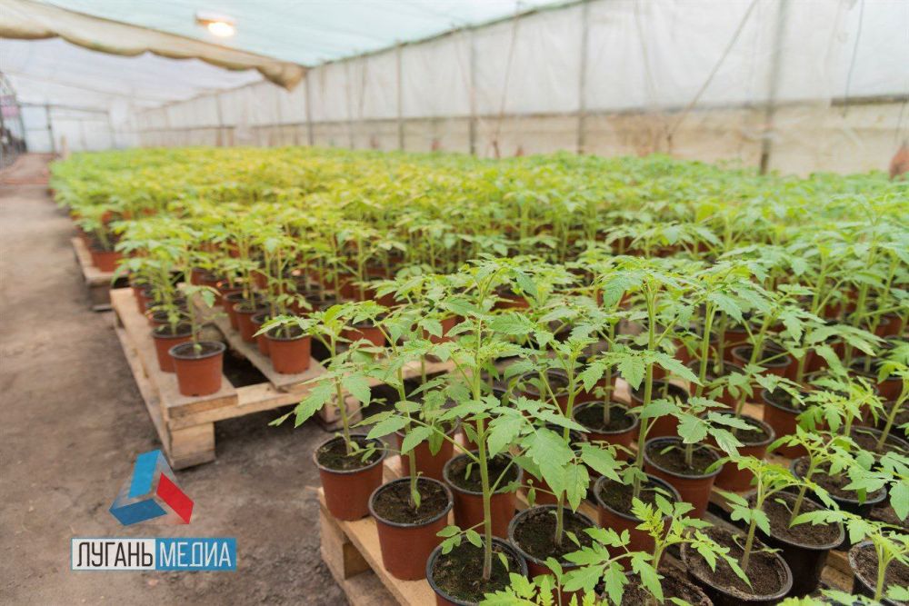 ��������� ���������� ������������ ��������-���������� ������ ������ ����������� � ���� ���� ����� ��������������� �� ���������� ����������