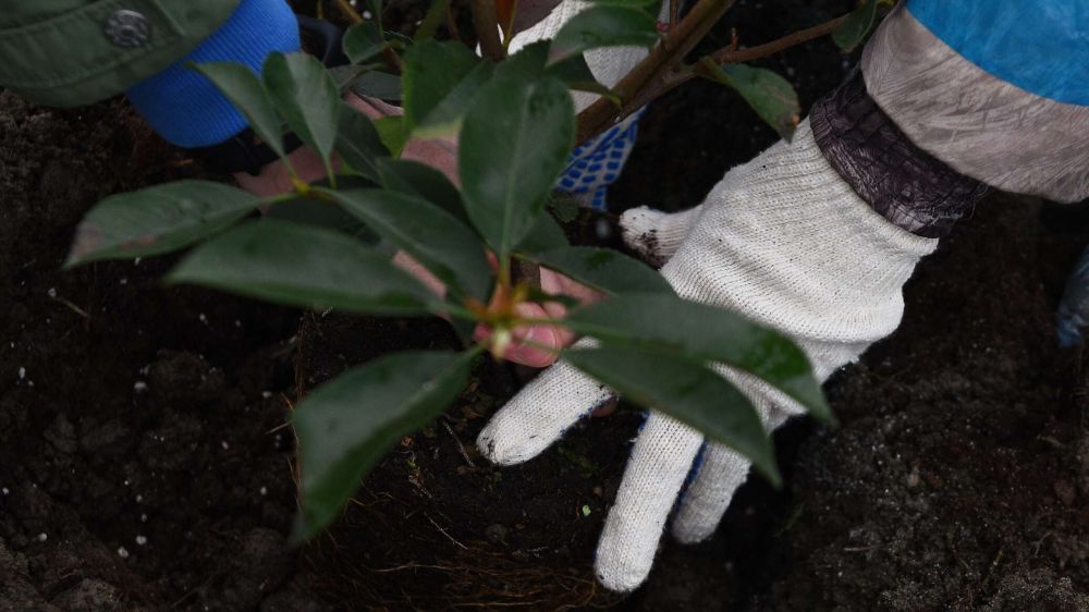 � ������ ����� "��� ������" � ��� � ��� ����� �������� 150 ����� ��������