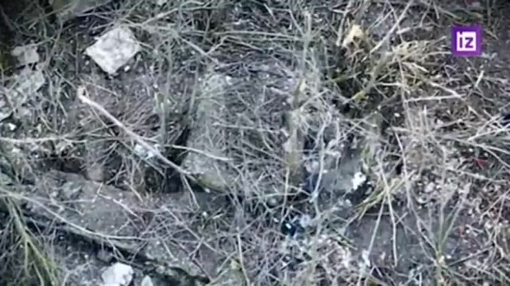 ��������� �����, ��� ����� ������ ���������� ������� ����� � ����������� ��������� �������� ����������