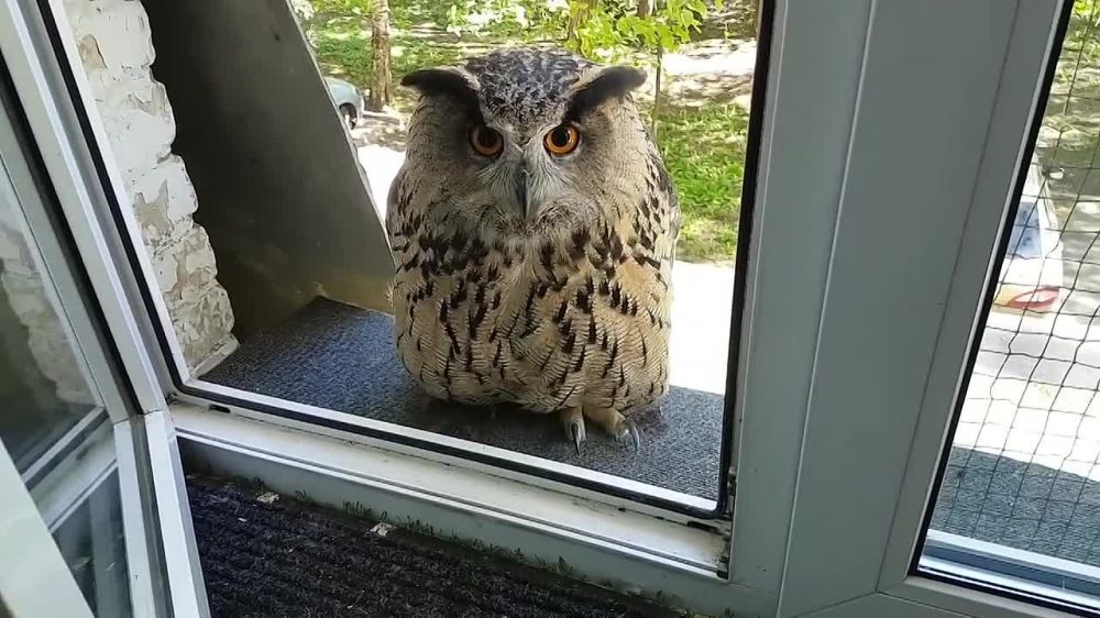 ���������� �������� ����������� ��..