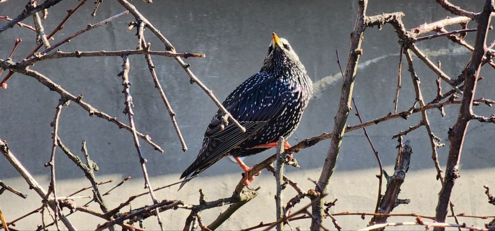 ������ �������: �������. ������� ��������. �������