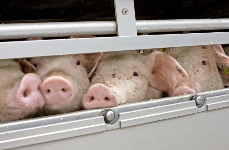 ���������� � ����������� (���������) ������������� ����������� ������