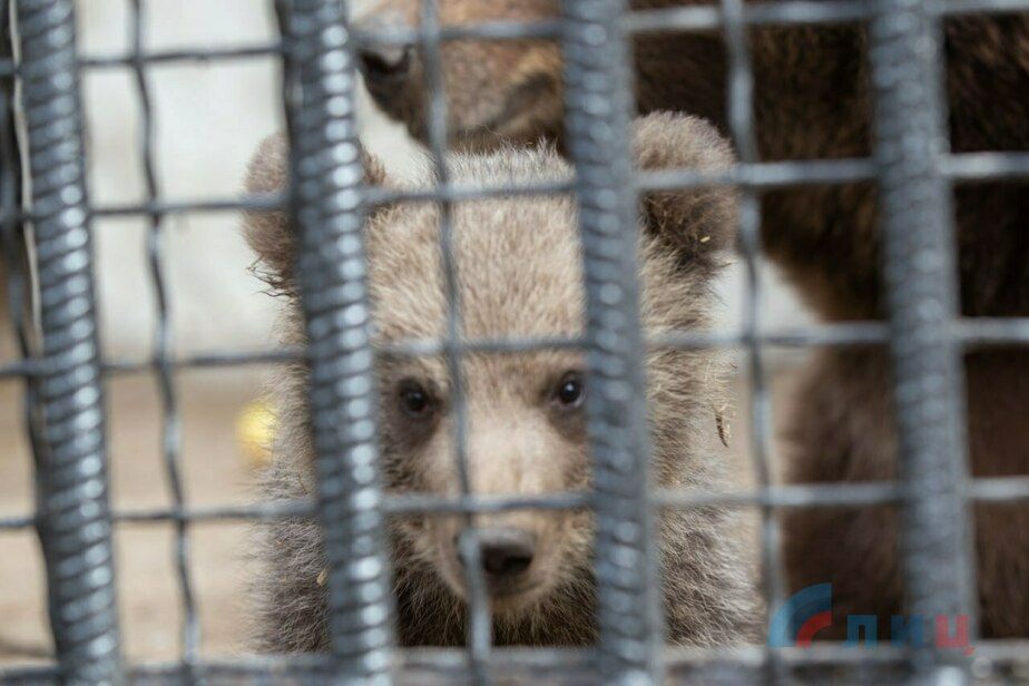 ����� ���������� ������� �� ������ ���������� ����� ������� � ��������� ��������