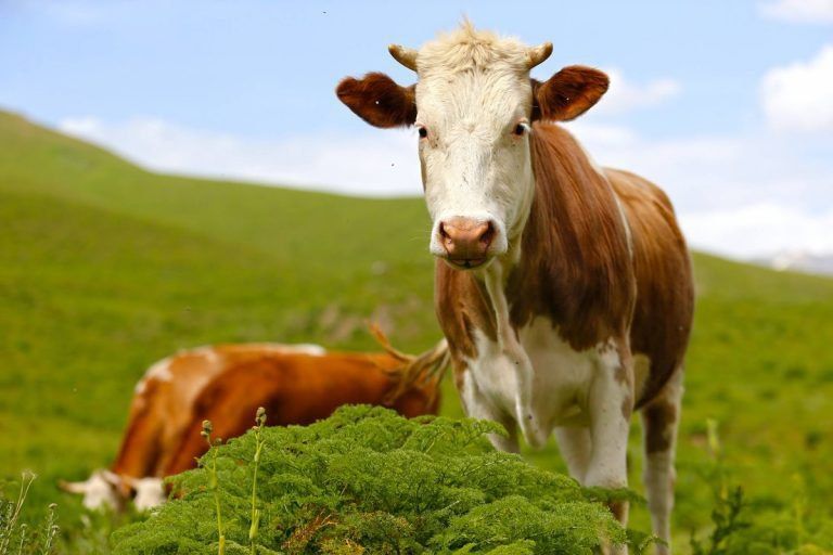 � ������������� ��������� �������������� ��������� ��� ������������� ����������