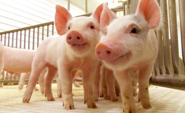 � ������������� ��������� �������������� ��������� ��� ������������� ����������