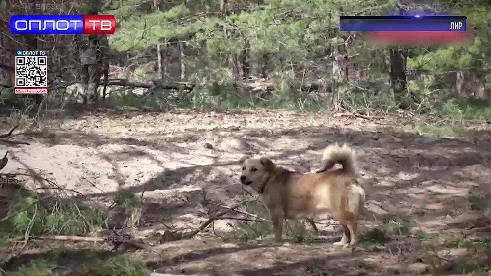 ��������� ���������: ������ ���������� ���������� �������