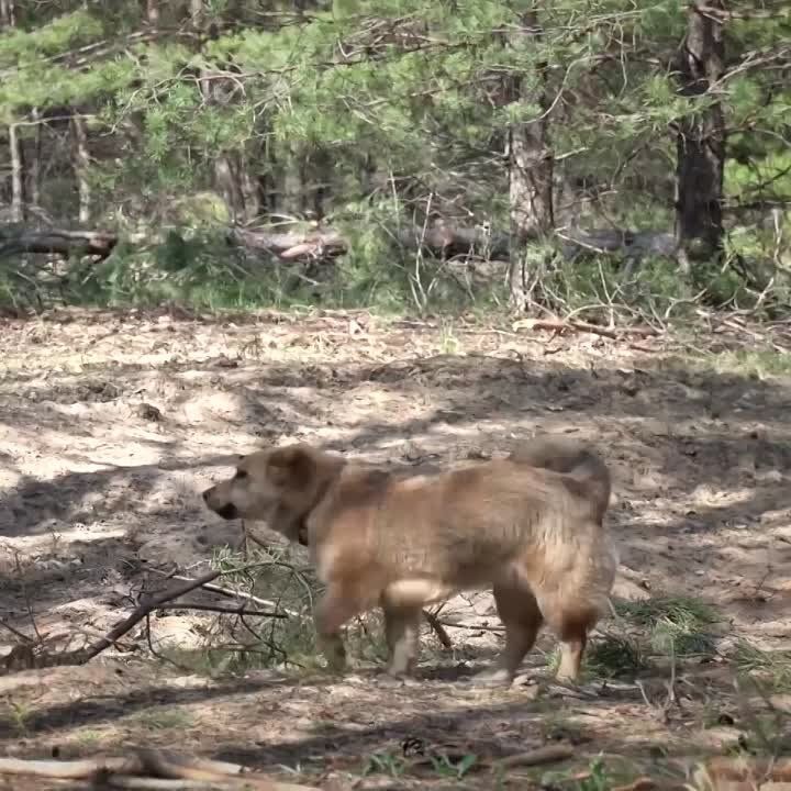 ��������� ��������� ��������