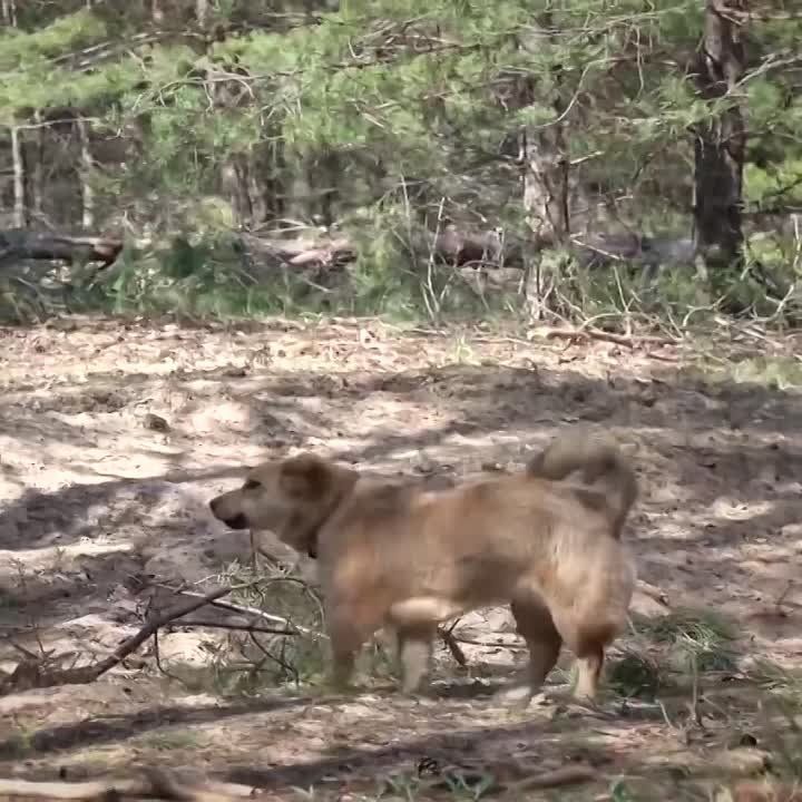 ��������� ��������� ��������