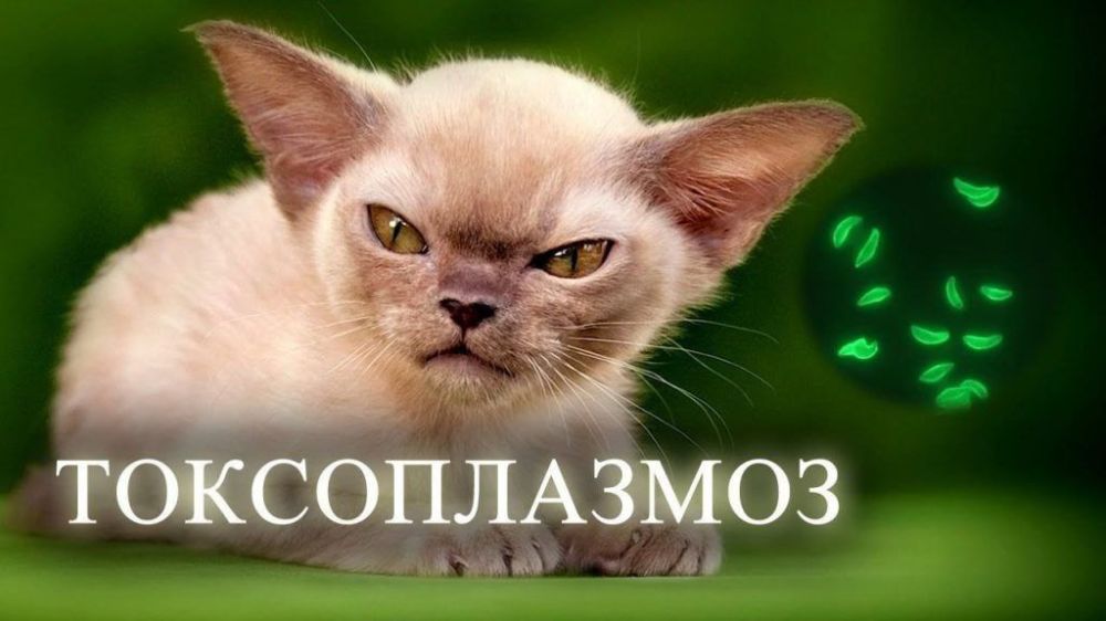 ��� ����� ������������?