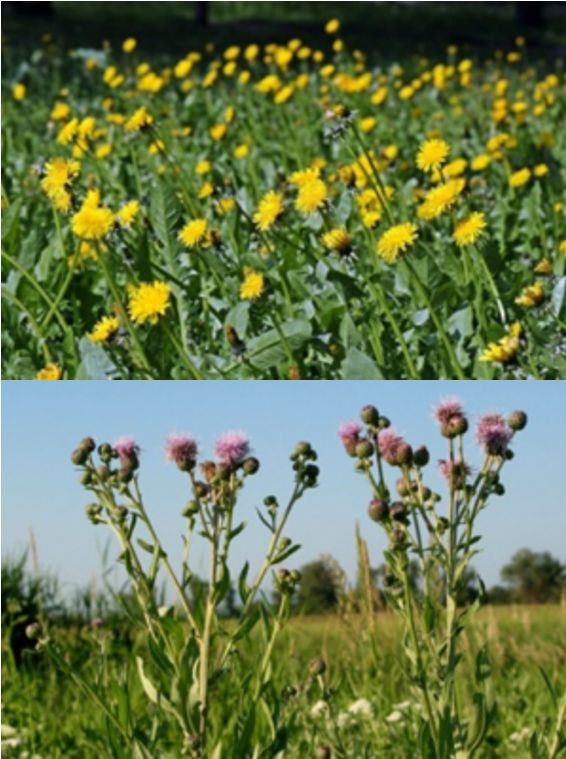 ������ �������� � ���� ������ � ����